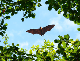 A bat soars over green leaves in daylight